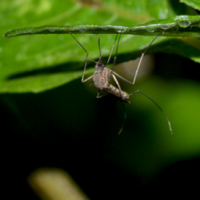 Flies, Midges and Mosquitoes