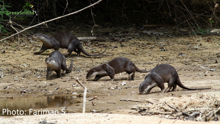 smooth coated otters