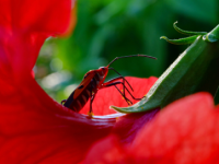 Pollinators: Beetles, true bugs and thrips